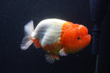 Jumbo Lionchu  Red White 4.5 Inch (ID#408R12a-81)