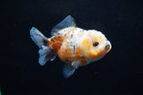 Yuan Bao Oranda  Calico 4 Inch (ID#228Yb10b-58) Free2Day SHIPPING