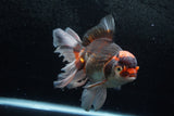 Thai Oranda  Tricolor 7 Inch (ID#1213To6b-90)