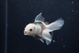 Baby Thai Oranda  Panda 2.5 Inch (ID#1129ToPTA-30) Free2Day SHIPPING