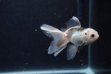 Baby Thai Oranda  Panda 2.5 Inch (ID#1129ToPTA-30) Free2Day SHIPPING