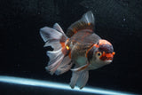 Thai Oranda  Tricolor 7 Inch (ID#1213To6b-90)