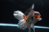 Thai Oranda  Tricolor 7 Inch (ID#1213To6b-90)