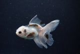 Baby Thai Oranda  Panda 2.5 Inch (ID#1129ToPTA-30) Free2Day SHIPPING