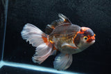 Thai Oranda  Tricolor 7 Inch (ID#1213To6b-90)