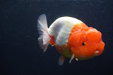 Jumbo Lionchu  Red White 4.5 Inch (ID#408R12a-81)