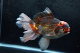 Thai Oranda  Tricolor 7 Inch (ID#1213To6b-90)