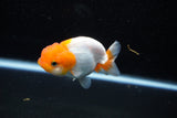 Juvenile Lionchu  Red White 3 Inch (ID#1108R11b-20) Free2Day SHIPPING