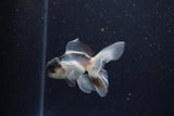 Baby Thai Oranda  Panda 3 Inch (ID#1203ToPTA-20) Free2Day SHIPPING