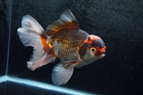 Thai Oranda  Tricolor 7 Inch (ID#1213To6b-90)