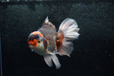 Thai Oranda  Tricolor 7 Inch (ID#1213To6b-90)