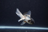 Baby Thai Oranda  Panda 3 Inch (ID#1203ToPTA-20) Free2Day SHIPPING