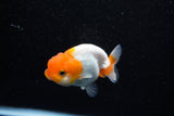 Juvenile Lionchu  Red White 3 Inch (ID#1108R11b-20) Free2Day SHIPPING