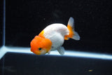 Juvenile Lionchu  Red White 3 Inch (ID#1108R11b-20) Free2Day SHIPPING