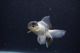 Baby Thai Oranda  Panda 3 Inch (ID#1203ToPTA-20) Free2Day SHIPPING