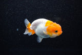 Juvenile Lionchu  Red White 3 Inch (ID#1108R11b-20) Free2Day SHIPPING