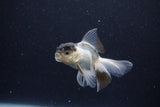 Baby Thai Oranda  Panda 3 Inch (ID#1203ToPTA-20) Free2Day SHIPPING