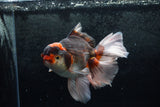 Thai Oranda  Tricolor 7 Inch (ID#1213To6b-90)