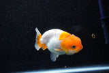 Juvenile Lionchu  Red White 3 Inch (ID#1108R11b-20) Free2Day SHIPPING