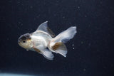 Baby Thai Oranda  Panda 3 Inch (ID#1203ToPTA-20) Free2Day SHIPPING