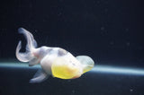 Bubble Eye  Calico 4 Inch (ID#404Be12c-72) Free2Day SHIPPING
