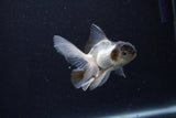 Baby Thai Oranda  Panda 3 Inch (ID#1203ToPTA-20) Free2Day SHIPPING