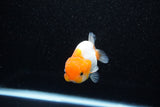 Juvenile Lionchu  Red White 3 Inch (ID#1108R11b-20) Free2Day SHIPPING