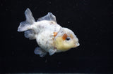 Yuan Bao Oranda  Calico 3.5 Inch (ID#228Yb10b-60) Free2Day SHIPPING