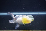 Bubble Eye  Calico 4 Inch (ID#404Be12c-72) Free2Day SHIPPING
