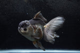 Thai Oranda  Panda 5.5 Inch (ID#1213To6b-91)