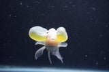 Bubble Eye  Calico 4 Inch (ID#404Be12c-72) Free2Day SHIPPING