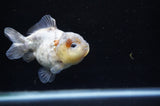 Yuan Bao Oranda  Calico 3.5 Inch (ID#228Yb10b-60) Free2Day SHIPPING