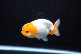 Juvenile Lionchu  Red White 3 Inch (ID#1108R11b-20) Free2Day SHIPPING