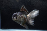 Thai Oranda  Panda 5.5 Inch (ID#1213To6b-91)