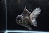 Thai Oranda  Panda 5.5 Inch (ID#1213To6b-91)