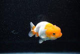 Juvenile Lionchu  Red White 3 Inch (ID#1108R11b-20) Free2Day SHIPPING