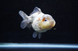 Yuan Bao Oranda  Calico 3.5 Inch (ID#228Yb10b-60) Free2Day SHIPPING