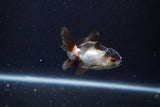 Baby Thai Oranda  Panda 2.5 Inch (ID#1203ToPTA-21) Free2Day SHIPPING