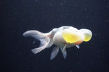 Bubble Eye  Calico 4 Inch (ID#404Be12c-72) Free2Day SHIPPING
