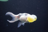 Bubble Eye  Calico 4 Inch (ID#404Be12c-72) Free2Day SHIPPING