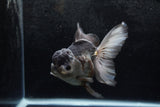 Thai Oranda  Panda 5.5 Inch (ID#1213To6b-91)