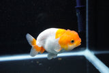 Juvenile Lionchu  Red White 3 Inch (ID#1108R11b-20) Free2Day SHIPPING