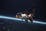 Baby Thai Oranda  Panda 2.5 Inch (ID#1203ToPTA-21) Free2Day SHIPPING