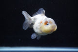 Yuan Bao Oranda  Calico 3.5 Inch (ID#228Yb10b-60) Free2Day SHIPPING