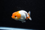 Juvenile Lionchu  Red White 3 Inch (ID#1108R11b-20) Free2Day SHIPPING