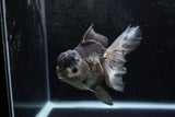 Thai Oranda  Panda 5.5 Inch (ID#1213To6b-91)