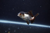 Baby Thai Oranda  Panda 2.5 Inch (ID#1203ToPTA-21) Free2Day SHIPPING