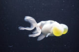 Bubble Eye  Calico 4 Inch (ID#404Be12c-72) Free2Day SHIPPING