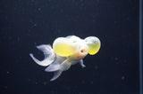 Bubble Eye  Calico 4 Inch (ID#404Be12c-72) Free2Day SHIPPING