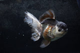 Thai Oranda  Panda 5.5 Inch (ID#1213To6b-91)